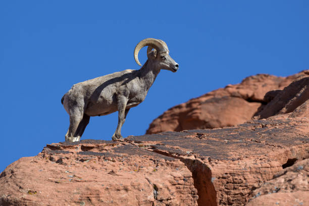 istock Desert Bighorn Sheep 2160860195