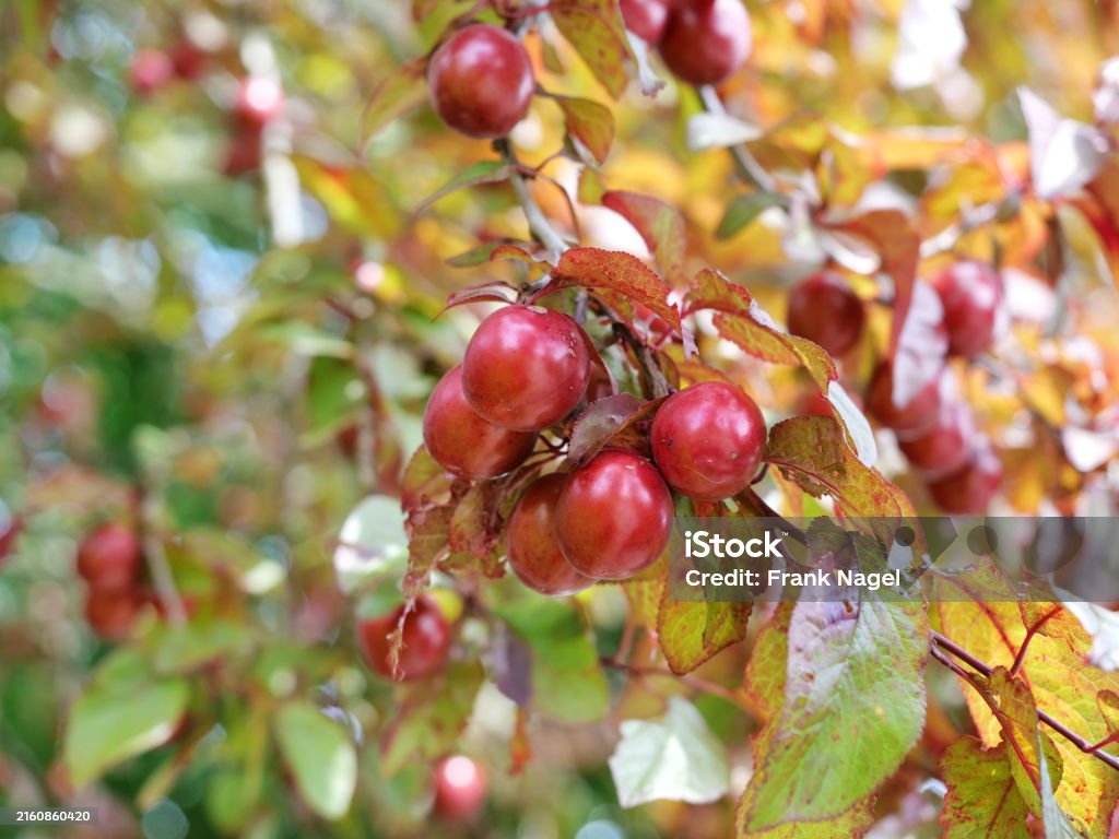 Blood plum View of the fruits of the blood plum tree. The dark red, juicy fruits give the tree a lively and appealing appearance in autumn Maroon Stock Photo Blood plum View of the fruits of the blood plum tree. The dark red, juicy fruits give the tree a lively and appealing appearance in autumn Maroon Stock Photo