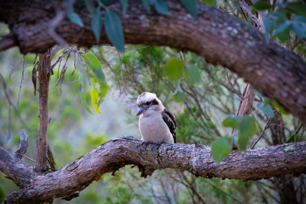 istock Australian Laughing Kookaburra 2160861058