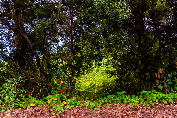 Nature in La Corujera, Santa Úrsula neighborhood.