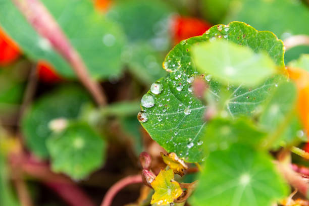 Wild green leaf's, growth in the nature, with nature bokeh background