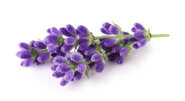 istock Lavender flowers isolated on white background 2160861729