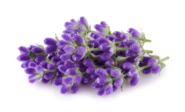 istock Lavender flowers isolated on white background 2160861736