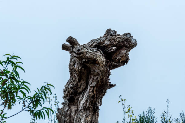 Nature in La Corujera, Santa Úrsula neighborhood.