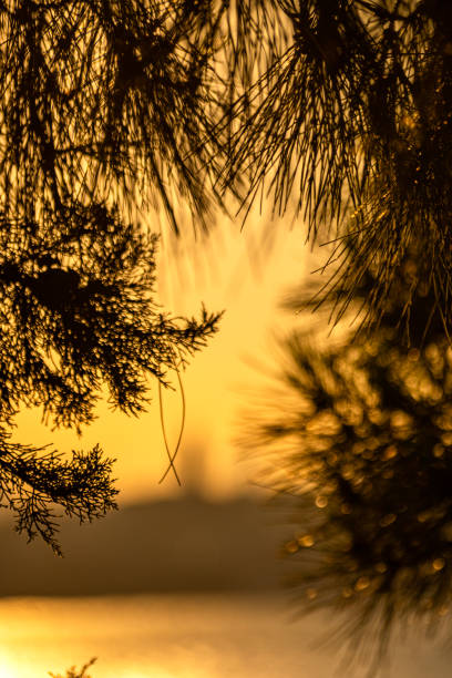 Cottonwood tree backed by a brilliant orange sunset.