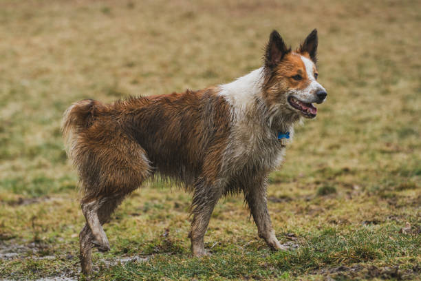 istock A dirty Border Collie running through fresh mud. Horizontal. 2160864457