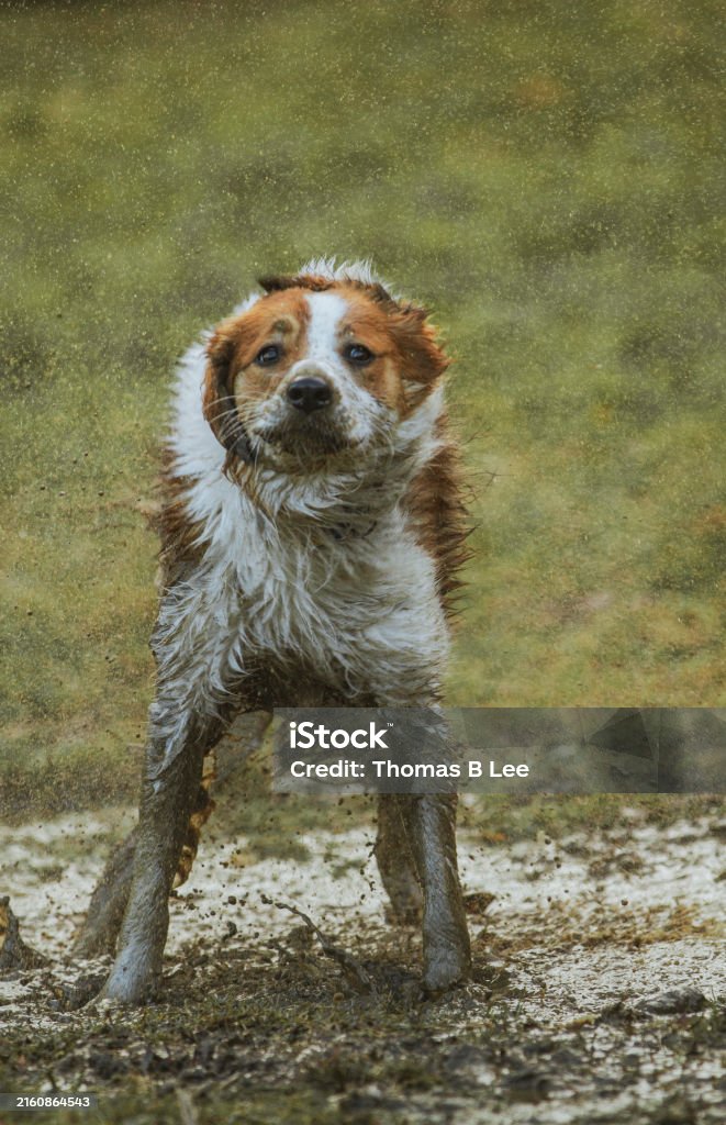 Photo d’action d’un sale Border Collie se secouant après avoir joué dans une flaque d’eau humide et boueuse. Vertical. - Photo de Amitié libre de droits Photo d’action d’un sale Border Collie se secouant après avoir joué dans une flaque d’eau humide et boueuse. Vertical. - Photo de Amitié libre de droits