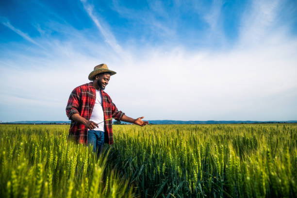 istock Farmer showing his growing wheat field 2160865171