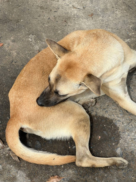 istock cute dog on cement floor 2160867634