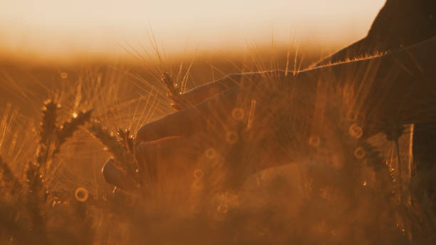 istock Hand touches an ear in the sunset light 2160870903