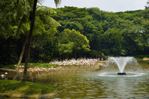 Big group flamingos on the lake in the park. selective focus