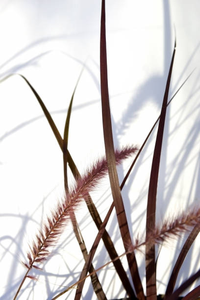 istock Beautiful variegated red fountain grasses. 2160870971