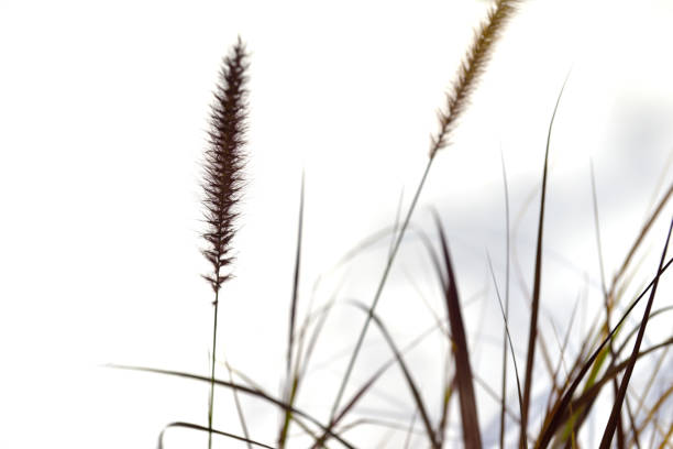 Whimsical Snowy Pampas Grass on a Bright Snow Day in Chillicothe, Ohio in December 2022