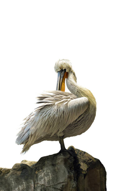 istock Dalmatian Pelican (Pelecanus crispus) isolated on white background. 2160871005