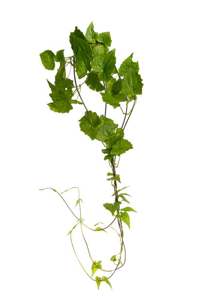 istock Fresh green leaf vines isolated on white background, clipping path included. 2160871011