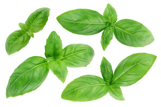 istock Green basil leaves isolated on white background 2160871029