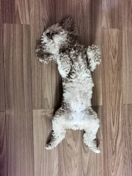 istock A little Teddy dog lying on the floor 2160873114