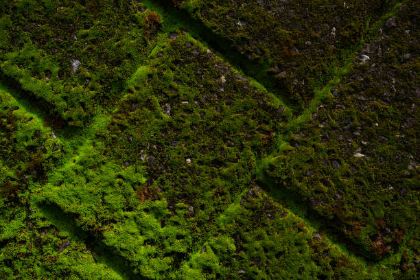 Stone wall with moss in old Japanese architecture