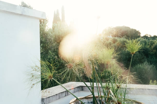 Papyrus Plant in a terracotta pot on the terrace of a Masseria farm house with white walls, surrounding Cyprus and olive trees as a sunbeam shines through at sunset in Puglia, Italy.