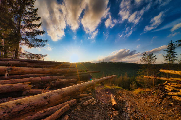 istock Sunset on the Rennsteig in the Thuringian Forest 2160882098