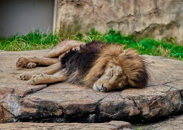 istock Male lion at the zoo napping on a stone 2160885556