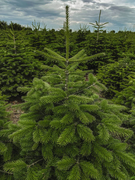 istock Nordmann Fir Real Christmas Trees 2160886376
