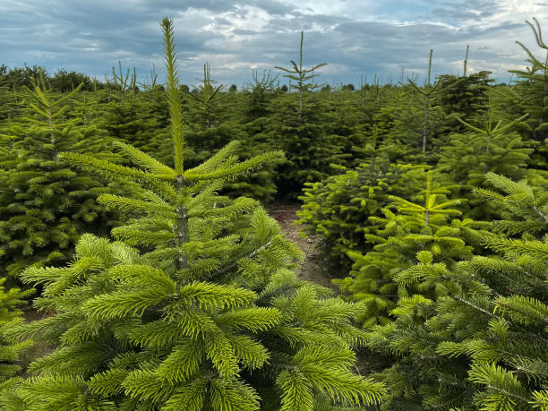 Nordmann Fir Real Christmas Trees