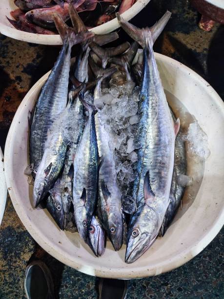 Tuna fish