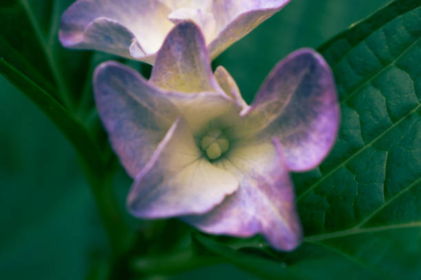 Close-up of vibrant purple hydrangea flowers showcasing intricate petal details, softly lit to highlight natural beauty. Ideal for floral designs and backgrounds, offering ample space for text or graphics.