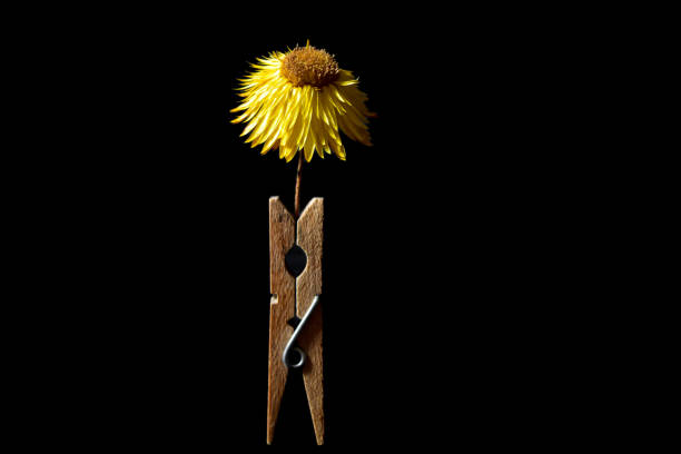 An abstract image of a dried yellow flower with a wooden clothespin