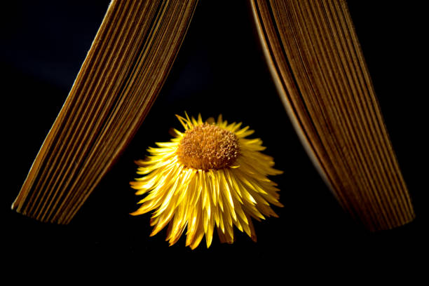 An abstract image of a dried yellow flower with an opened book