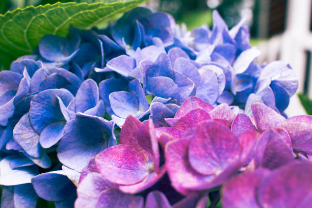 Blooming Hydrangea Bush Flowers in Summer Garden
