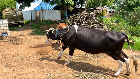 Setup Sapi Kawanan Sapi Merumput Di Padang Rumput Hijau Sapi Di Ladang Closeup ...