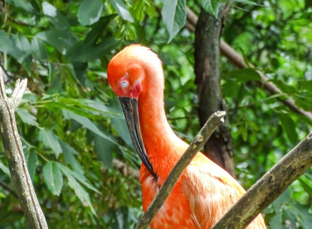 istock Scarlet ibis (Eudocimus ruber) and trees around 2160891207