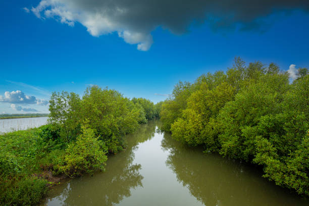 Mangrove forest,The mangrove biome, often called the mangrove forest or mangal, is a distinct saline woodland or shrubland habitat characterized by depositional
