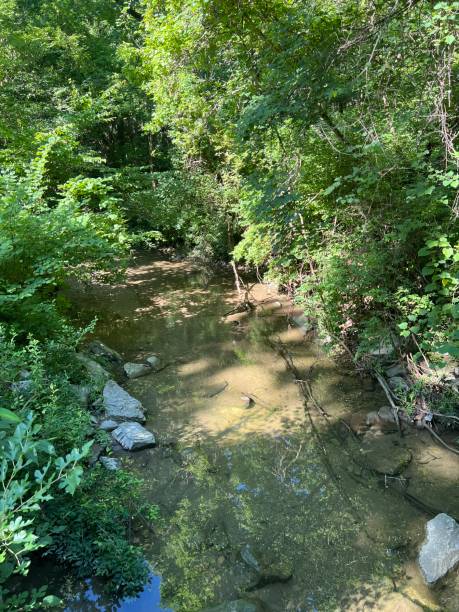 istock Creek in forest on sunny day. 2160894231
