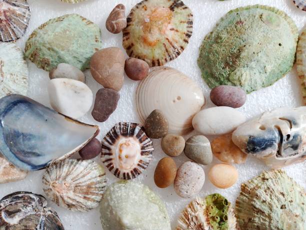 istock A collection of beautiful shells and stones. 2160894311