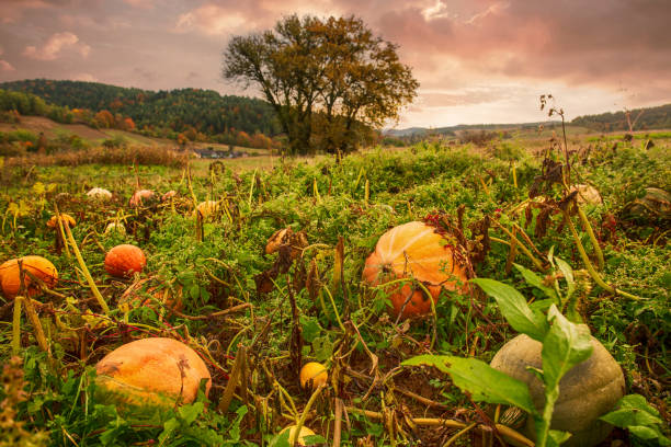 istock Pumpkins growing at the field, autumn landscape 2160894980