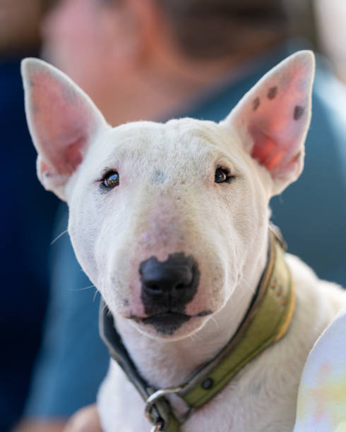 istock White mini bull terrier looking directly into the camera 2160900467