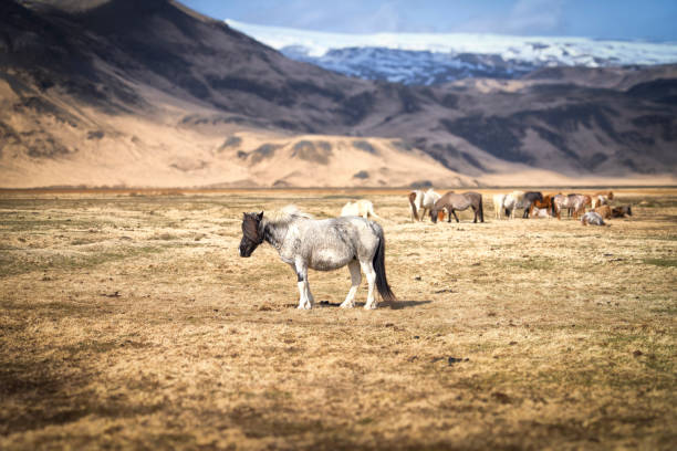 Portrait of horses standing on field against sky, South Iceland