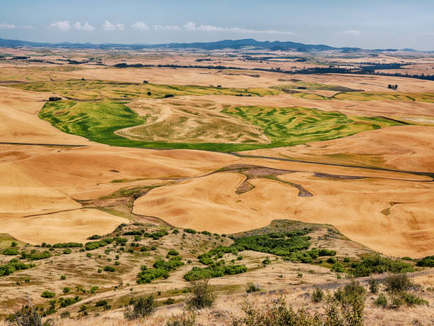 A wheat field in the Palouse with green crops forms the shape of a horseshoe.