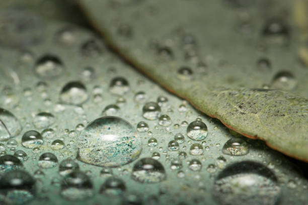 small droplets of water on a green leaf,photographed close-up from above at an angle , beautiful macro photo , can be used as a background