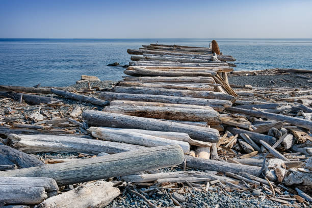 Large logs form the roof of a driftwood shelter that looks over the waters of Puget Sound from San Juan Island.