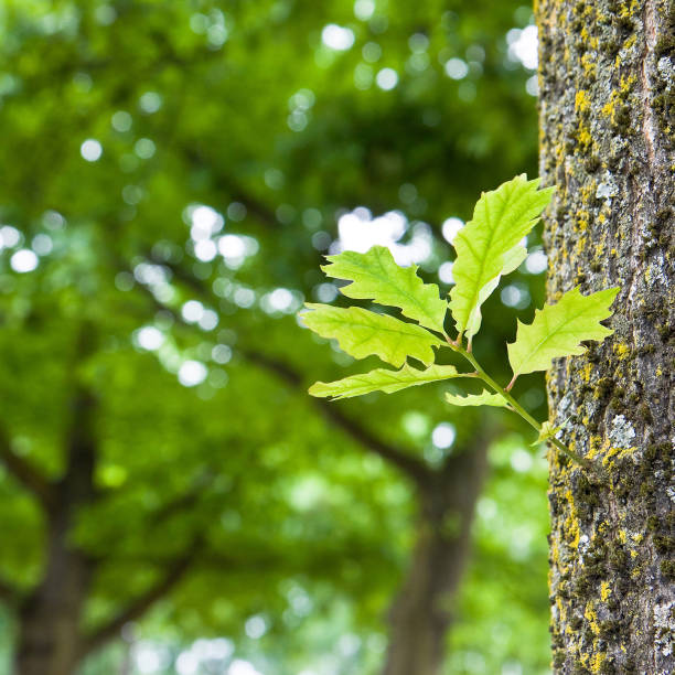 New life: spring is coming - young small plant born from a tree trunk