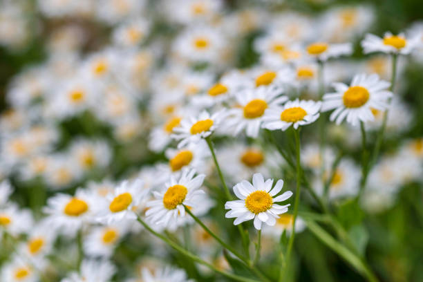 Daisies shot with a shallow depth of field