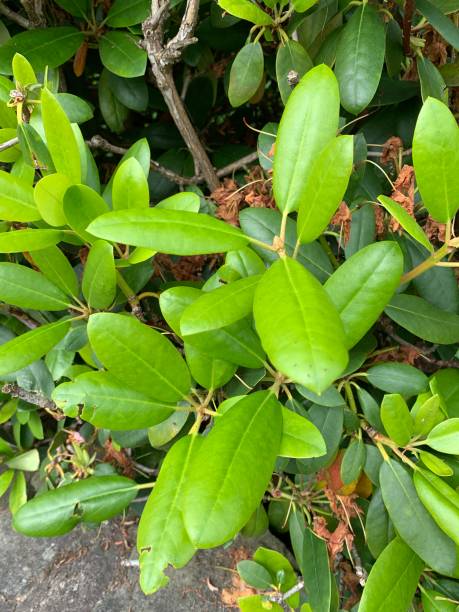 istock Leaves from a Rhododendrons shrub, Natural light 2160907522