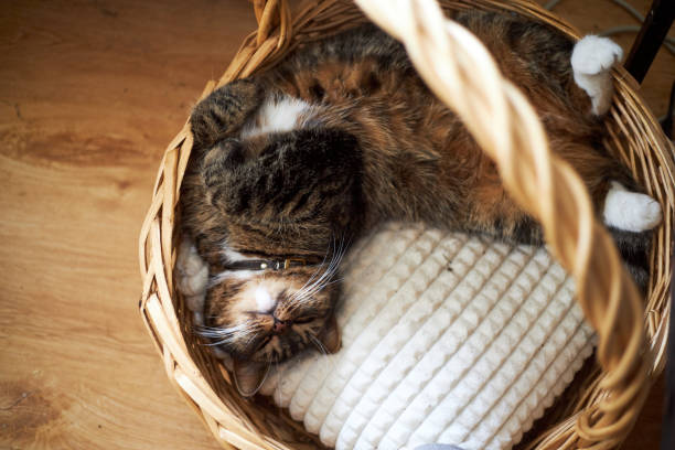 Gray cat sleeping on his back in a basket top view