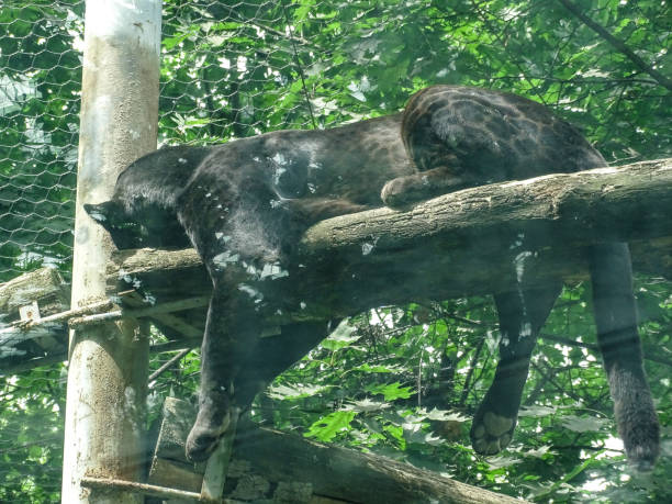 istock A black jaguar sleeps at the zoo during the summer 2160908041