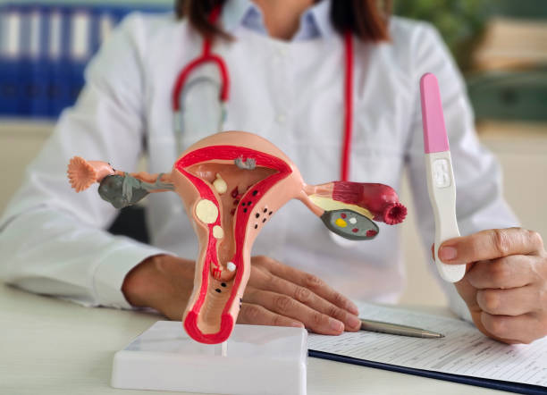 istock Female Reproductive System Model and Pregnancy Test in a Doctor's Office 2160908156