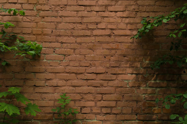 istock Green maple leaves over pink painted grunge brick wall. 2160908255
